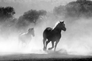 Pferde in ihrer Natürlichkeit