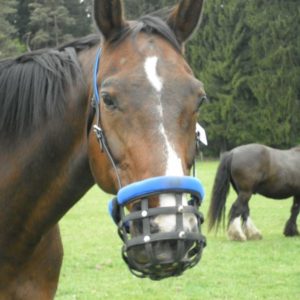 Easygrazer Pferd Sabine G