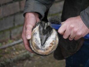 Silver Hoof Balls