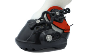 EvoBoot 2021