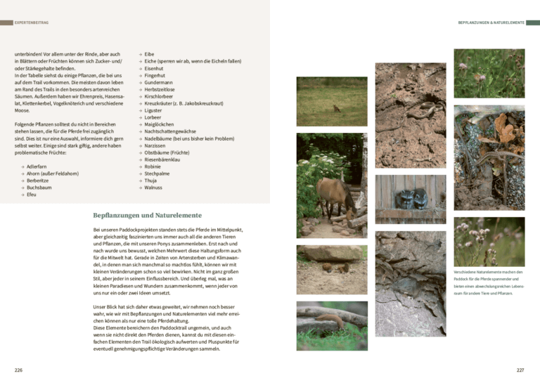 Ponyglücksmomente | Das Buch für dich und dein Pferd – Bild 4