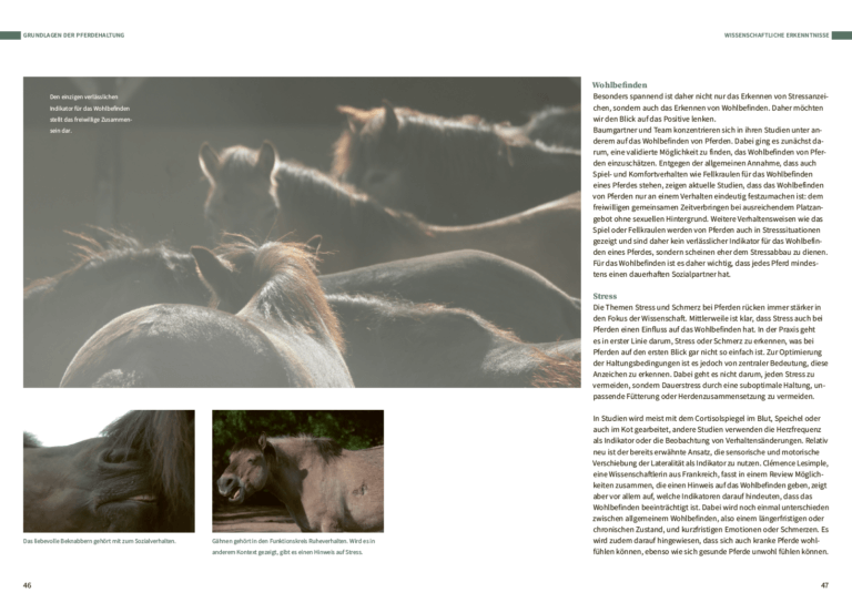 Ponyglücksmomente | Das Buch für dich und dein Pferd – Bild 3