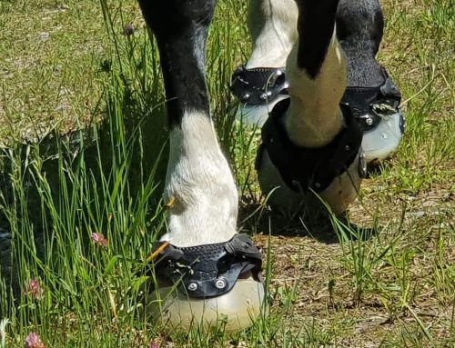 Fünf Gründe für Hufschuhe